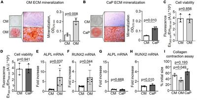 Distinct role of mitochondrial function and protein kinase C in intimal and medial calcification in vitro
